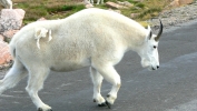 PICTURES/Mount Evans and The Highest Paved Road in N.A - Denver CO/t_Goat14.JPG